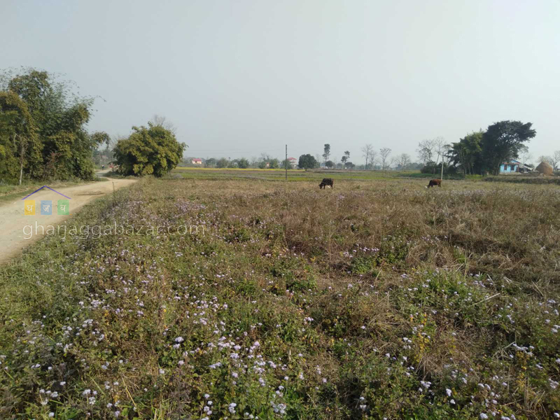 Land for Plotting at Shiva Nagar