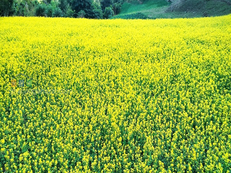 Land for Agriculture at Katuwanbesi 