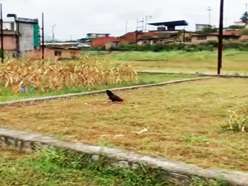 Planning Land on Sale at Jharuwarasi