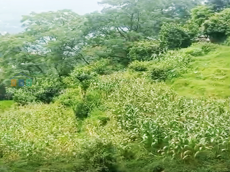 Land on Sale at Chhampi