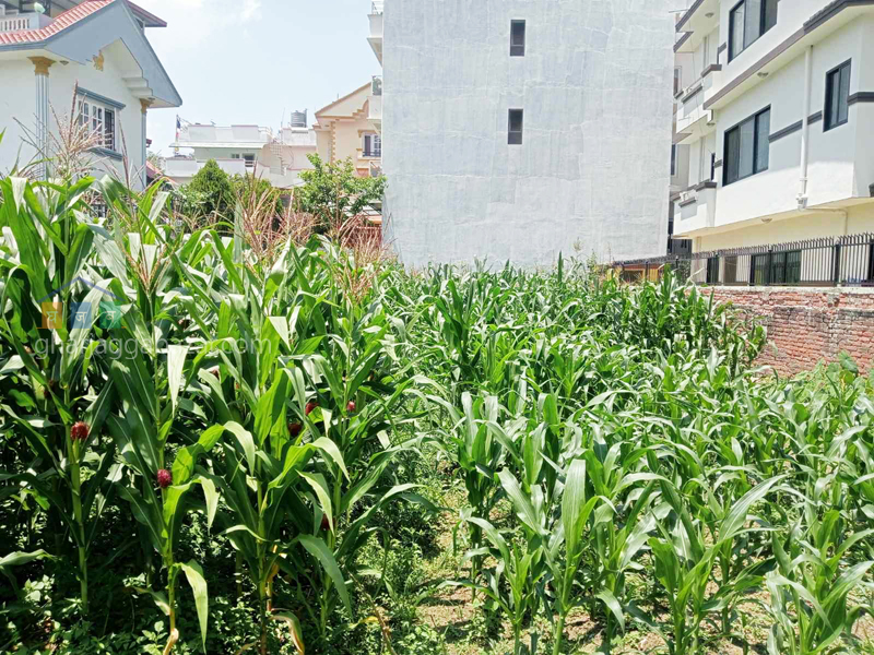 Land on Sale at Pasikot