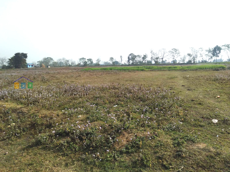 Land for Plotting at Shiva Nagar