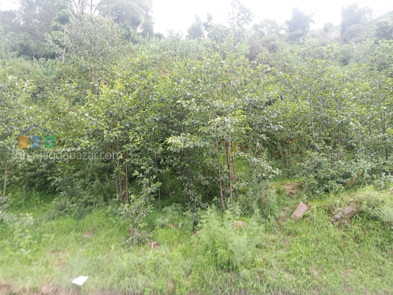 Land on Sale at Banepa Rabiopi