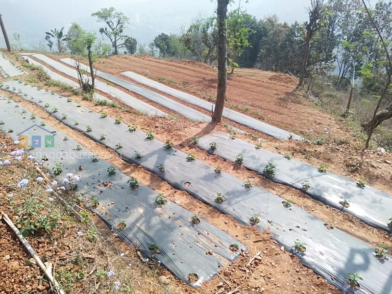 Land for Farming at Gajuri