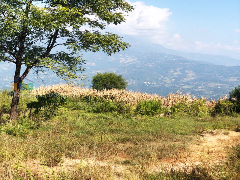 Land on Sale at Jarsing Pauwa