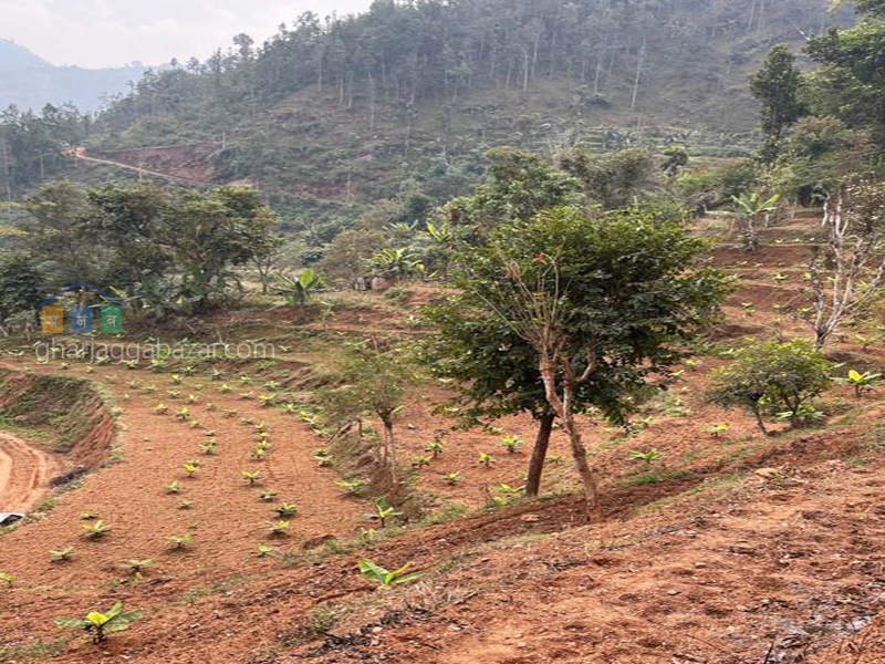 Land for Farming at Gajuri