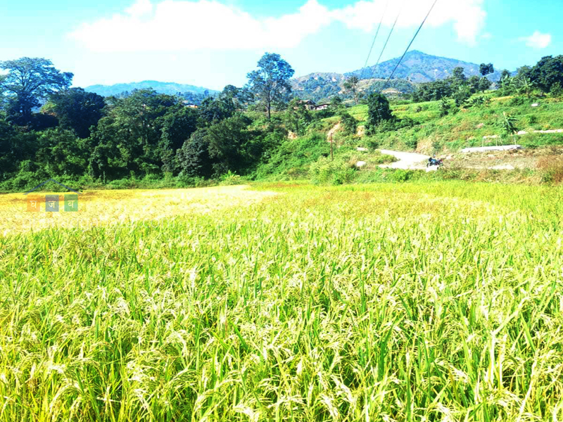 Land on Sale at Kakani Nuwakot