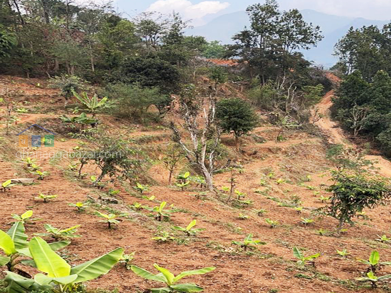 Land for Farming at Gajuri