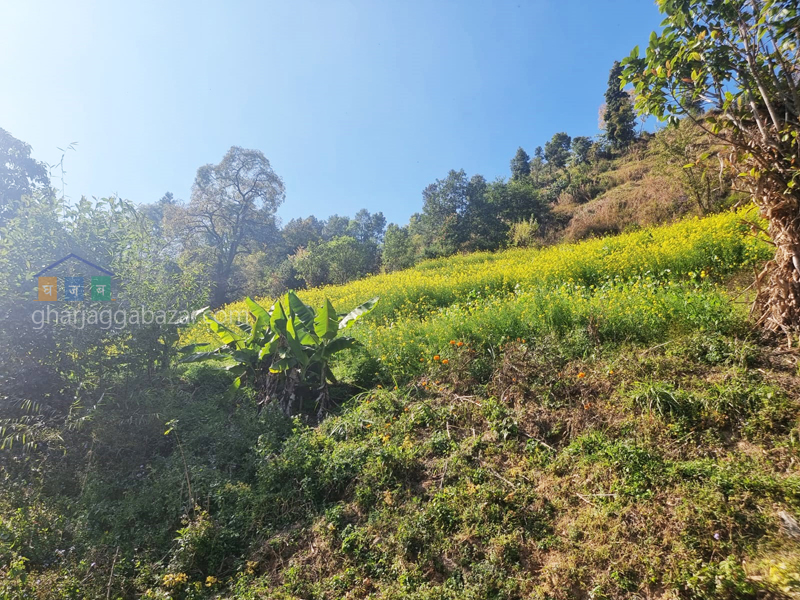 Land on Sale at Chhampi