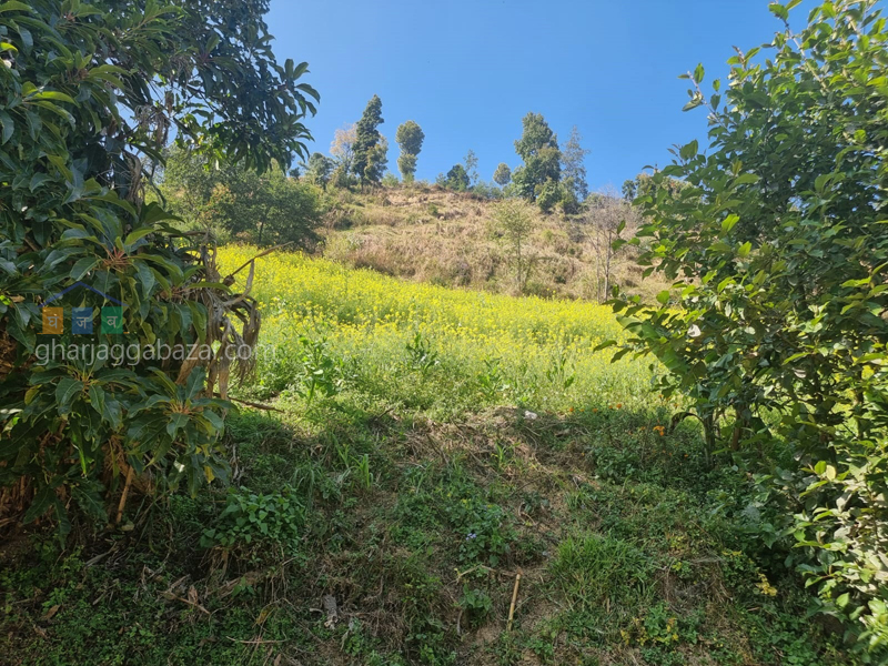 Land on Sale at Chhampi