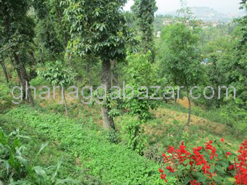 Land on Sale at Balambu