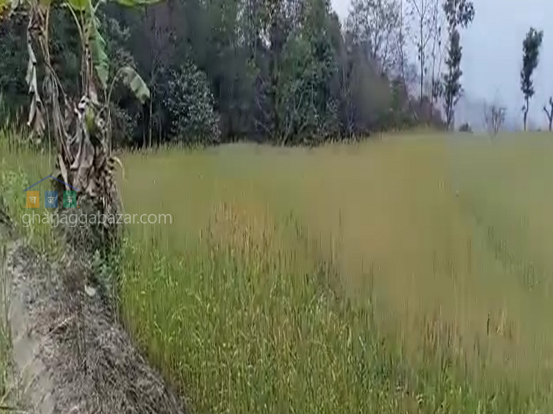 Land for Agriculture at Chahare Bazar