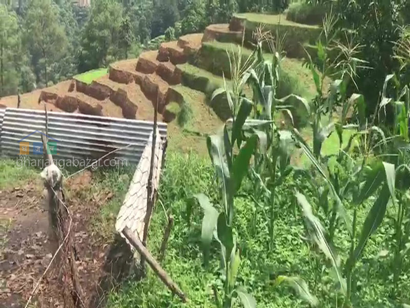 Land for Agriculture at Kholegaun Serabagar