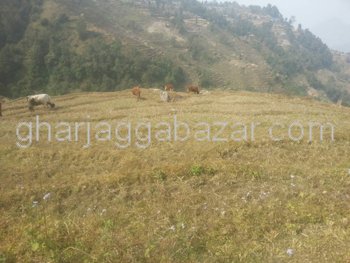 Land on Sale at Sunkhani Thapagaun