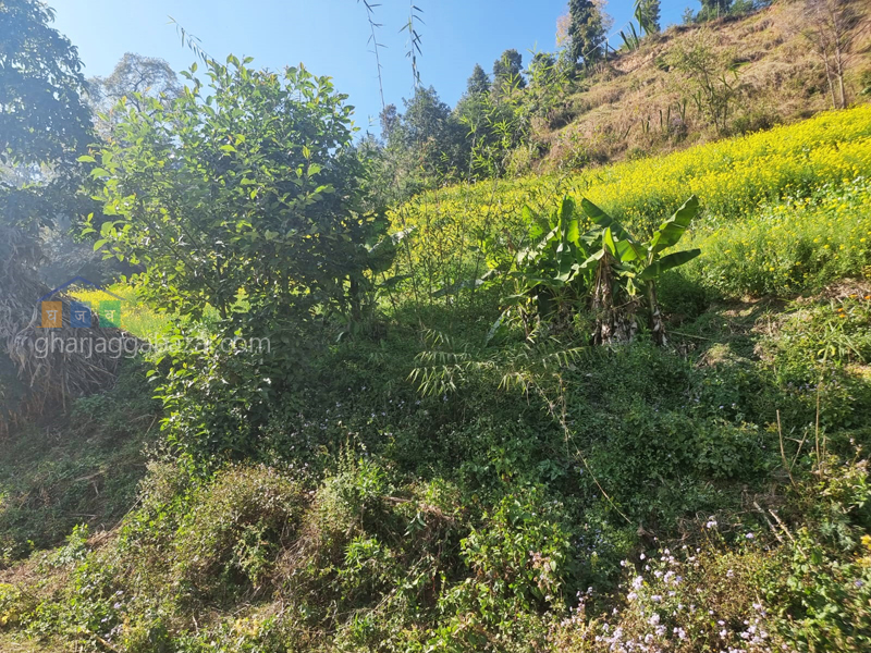 Land on Sale at Chhampi