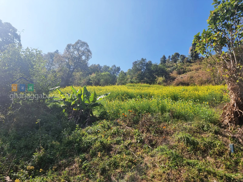 Land on Sale at Chhampi