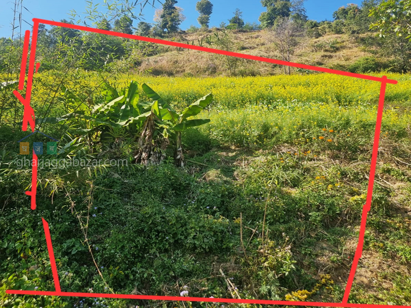 Land on Sale at Chhampi