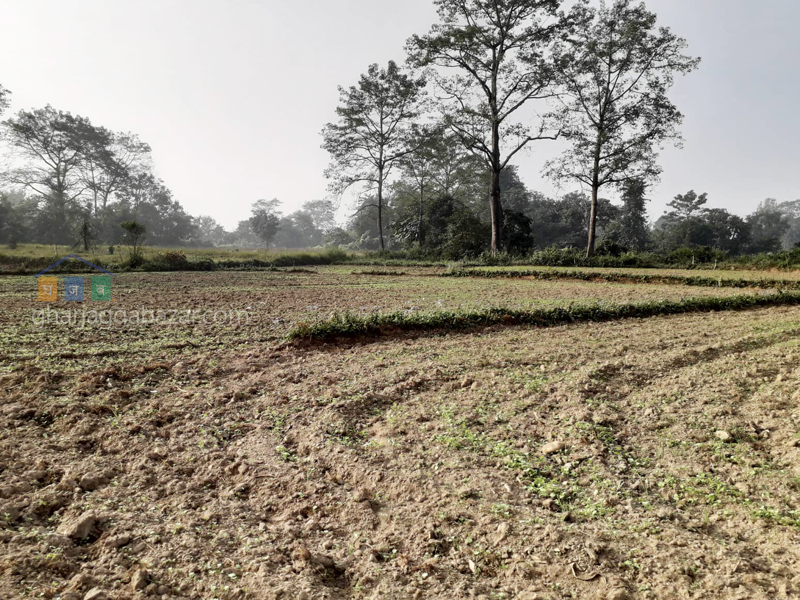 Land on Sale at Gaindakot