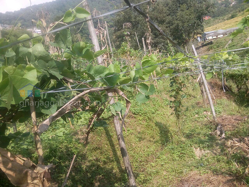Land on Sale at Chobhar Sokhel