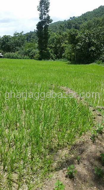 Land on Sale at Suntakhan