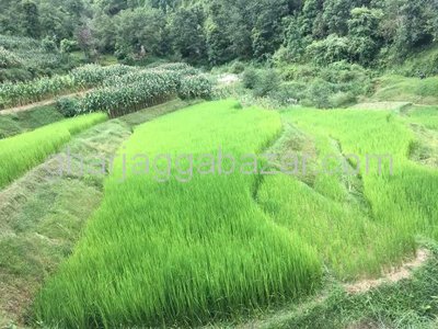Land on Sale at Batase