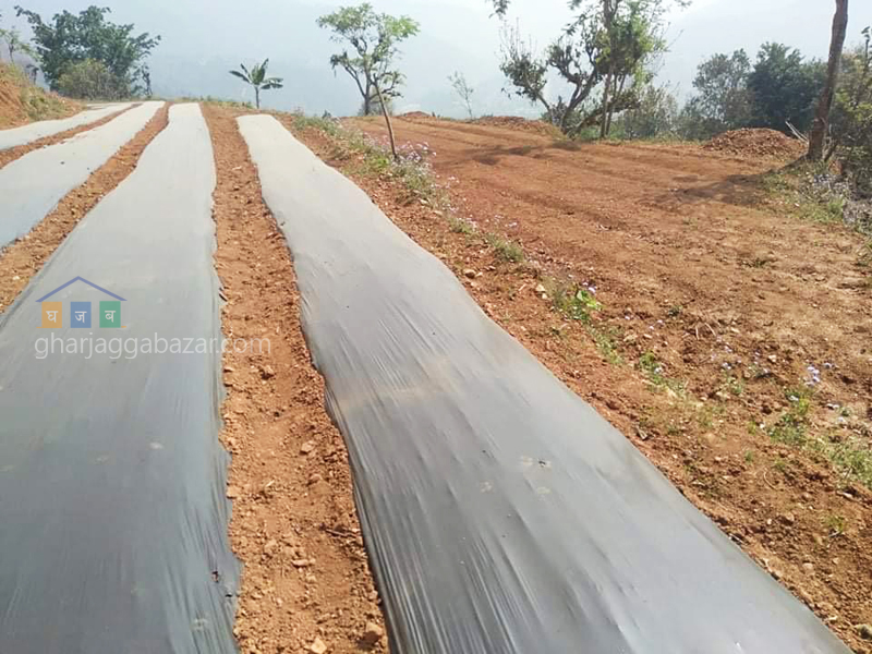 Land for Farming at Gajuri Bhumi Danda