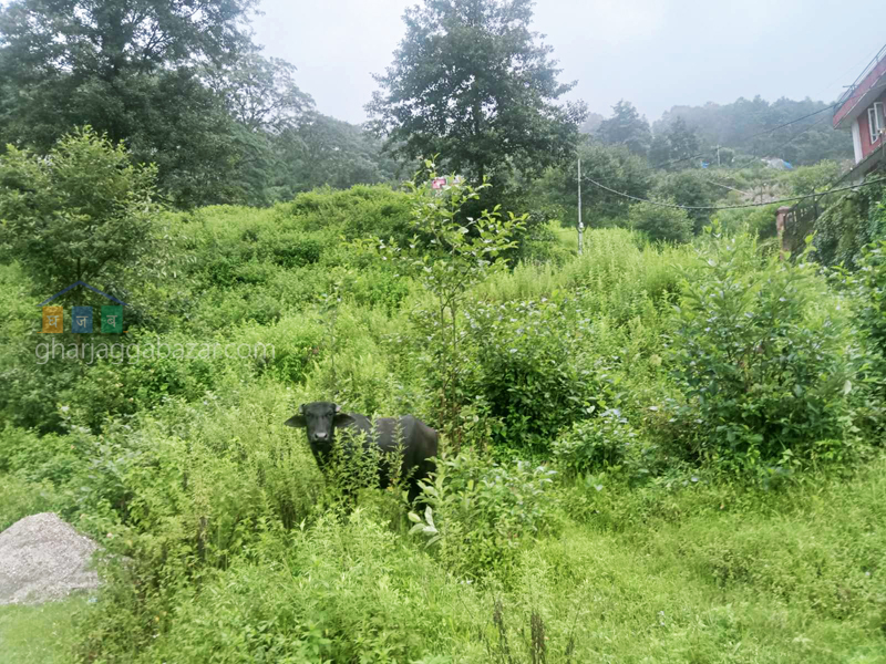 Land on Sale at Narayanthan Bisnumati