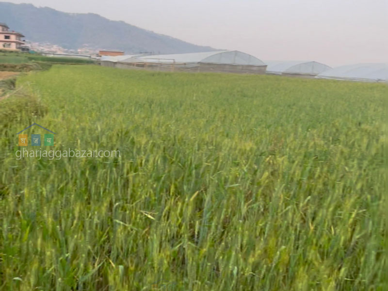 Land on Sale at Godamchaur
