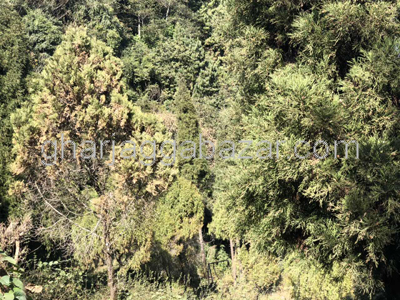 Hotel Resort on Sale at Nagarkot