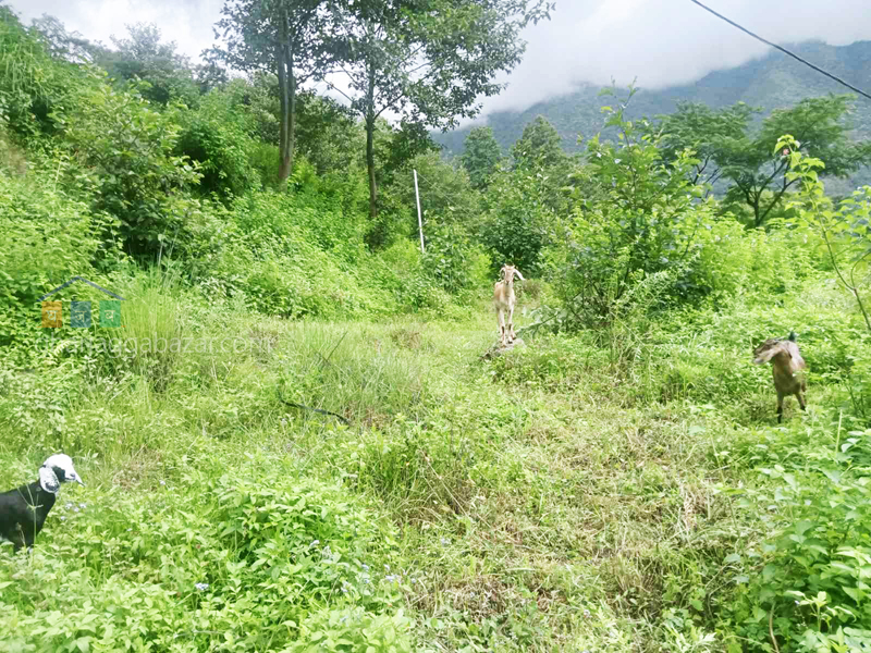 Land on Sale at Narayanthan Height
