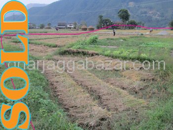 Farm House/Land on Sale at Thansing