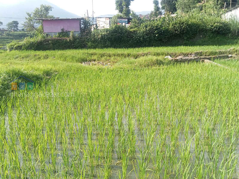 Land on Sale at Tokha Gate